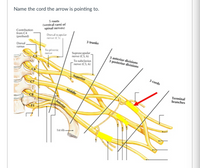 Answered: (ventral Rami Of Spinal Nerves)… 