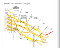 Answered: (ventral rami of spinal nerves)… | bartleby