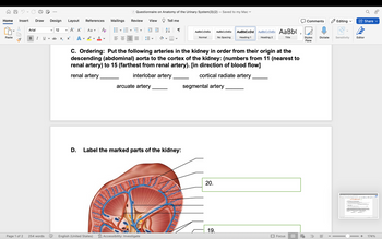 Home Insert Draw Design Layout
Paste
Page 1 of 2
Arial
B I U
254 words
V
V 12
ab X₂
4
V
A A Aav
x²
A
D.
References Mailings
v
D
A
V
English (United States)
=
Questionnaire on Anatomy of the Urinary System (3) (2) - Saved to my Mac ✓
Review View
V
← *
arcuate artery
Accessibility: Investigate
V
Tell me
A↓
Label the marked parts of the kidney:
AaBbCcDdEe
Normal
C. Ordering: Put the following arteries in the kidney in order from their origin at the
descending (abdominal) aorta to the cortex of the kidney: (numbers from 11 (nearest to
renal artery) to 15 (farthest from renal artery). [in direction of blood flow]
renal artery
interlobar artery
cortical radiate artery
AaBbCcDd Ee
20.
No Spacing
segmental artery
19.
AaBbCcDd
Heading 1
AaBbCcDdEe AaBb
Heading 2
Title
n
Focus
Comments
Styles
Pane
Dictate
E
I
Editing
Sensitivity
Editor
இ.சிருக-அதா the fulloating poetiona
7. The other the
they
DOAN
material move from the
Share ✓
aylary
c. Oning things in the day in ander from their he
descending
in te to the core of the key mers from t
tot from real y prof
+
the
174%