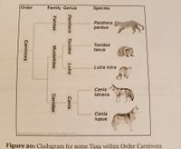 Order
Family Genus
Species
Panthera
pardus
Taxidea
taxus
Lutra lutra
Canis
latrans
Canis
lupus
Copyigt 020 Pah Ccat, li pubistig as Fraon Bern Cummunge
Figure 20: Cladogram for some Taxa within Order Carnivora
Panthera
Taxidea
Lutra
Canis
Felidae
Mustelidae
Canidae
Carnivora
