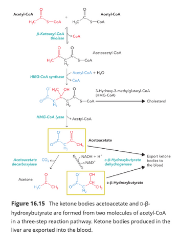 Acetyl-CoA
H₂C
Acetone
CoA
B-Ketoacyl-CoA
thiolase
Acetoacetate
decarboxylase
HMG-CoA synthase
H₂C
H₂C
#focan
COA
H₂C
HMG-CoA lyase
co:4/
H₂C OH
S-CoA
на COA
Acetyl-CoA + H₂O
Acetyl-CoA
CH₂
-CoA
-CoA
Acetoacetyl-CoA
Acetyl-CoA
3-Hydroxy-3-methylglutaryl-CoA
OH
CH
(HMG-CoA)
Acetoacetate
NADH + H
NAD
CH ₂
D-B-Hydroxybutyrate
dehydrogenase
D-B-Hydroxybutyrate
Cholesterol
Export ketone
bodies to
the blood
Figure 16.15 The ketone bodies acetoacetate and D-B-
hydroxybutyrate are formed from two molecules of acetyl-CoA
in a three-step reaction pathway. Ketone bodies produced in the
liver are exported into the blood.