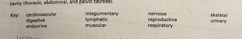 cavity (thoracic, abdominal, and pelvic cavities).
Key:
integumentary
lymphatic
muscular
cardiovascular
digestive
endocrine
Tring
nervous
reproductive
respiratory
skeletal
urinary