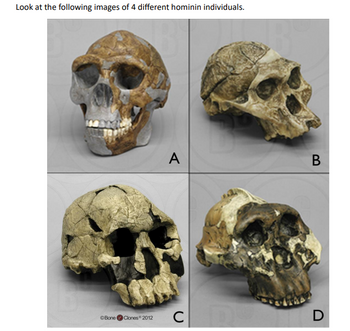 Look at the following images of 4 different hominin individuals.
ⒸBone
Clones 2012
A
C
B
D