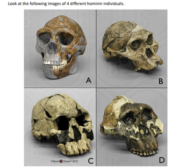 The image displays four different hominin skull replicas, labeled A, B, C, and D.

- **Image A**: This skull features a mixture of light and dark brown coloration with distinct facial bones and a pronounced brow ridge.
  
- **Image B**: Displayed from a side angle, this skull shows a flatter forehead and a prominent jawline with less pronounced facial features.

- **Image C**: This skull has noticeable wear and cracks, with prominent eye sockets and a sloping forehead. The texture and color indicate it is older and more delicate.

- **Image D**: This skull exhibits a darker coloration with a rounded cranium and well-defined brow ridges. The structure suggests a robust build.

These images help illustrate the diversity and evolution of early human ancestors.