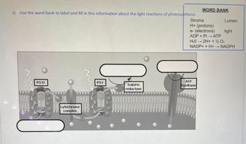 2) Use the word bank to label and fill in this information about the light reactions of photosynthesis
{}}}}}
PS II
{}}}}}}}}
cytochrome
complex
PSI
NADPH
reductase
{}}}}}}
ATP
Synthase
}}}
WORD BANK
Stroma
H+ (protons)
e- (electrons)
ADP + Pi → ATP
H₂O ->> 2H+ + 12 Oz
NADP+ + H+ → NADPH
Lumen
light