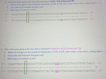 4. This is the same gene as #1, but with a mutation!! (C/G-T/A at base pair 33)
a. Where in the gene is the mutation? (promoter, 5'UTR, 3'UTR, start codon, stop codon, coding region ...)
b. Transcribe and translate the gene now
What type of mutation is this?
C.
5'- CAAATTAATGGCGGCATTTACGATGGTGGGATTATTACATTGACTAACG
-3'
5
1
3'- GTTTAATTACCGCCGTAAATGCTACCACCCTAATAATGTAACTGATTGC -5'
C.
1
-+
--+--
--+--
5. This is the same gene as #1, but with a mutation!! (insertion of CG at base pair 29)
a.
Where in the gene is the mutation? (promoter, 5'UTR, 3'UTR, start codon, stop codon, coding region ...)
b. Transcribe and translate the gene now
What type of mutation is this?
--+--
-+--
51- CAAATTAATGGEGGO
5'- CAAATTAATGGCGGCATTTACGATGGTGCGGGATCATTACATTGACTAACG -3'
5
-+--
1
-+-
3'- GTTTAATTACCGCCG
3'- GTTTAATTACCGCCGTAAATGCTACCACGCCCTAGTAATGTAACTGATTGC -5'
-+-