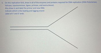 5. On this replication fork, draw in all of the enzymes and proteins required for DNA replication (DNA Polymerase,
helicase, topoisomerase, ligase, primase, and exonuclease).
Also draw in and label the primer and new DNA.
Indicate which is the leading and lagging strand
Label all 5' and 3' ends.