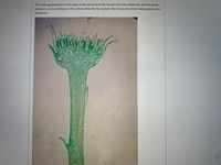 The male gametophyte of the moss looks identical to the female from the naked eye, but the photo
below (I.s. at 4x and then at 40 x) shows that the tip contains the structures where male gametes are
produced.
