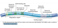 CAP-binding site
Gene for
Operator
Gene for
repressor
protein
Promoter
for I gene
Promoter for
permease
lac operon
Gene for
Gene for
B-galactosidase
transacetylase
lac
P,
A
Regulatory region
Coding region
For the above picture, draw all the proteins and molecules AND WHERE THEY BIND under conditions
of no lactose, no glucose.
