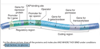 CAP-binding site
Gene for
Operator
Gene for
repressor
protein
Promoter
for I gene
Promoter for
permease
lac operon
Gene for
Gene for
B-galactosidase
transacetylase
CAP Plac
A
Y
Regulatory region
Coding region
For the above picture, draw all the proteins and molecules AND WHERE THEY BIND under conditions
of high lactose, no glucose.
