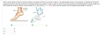 **Educational Website Text: Analysis of Forces on a Foot in Tiptoe Position**

When a person stands on tiptoe (a strenuous position), the position of the foot is as shown in Figure a. The total gravitational force on the body, \(\vec{F}_g\), is supported by the force \(\vec{n}\) exerted by the floor on the toes of one foot. A mechanical model of the situation is shown in Figure b, where \(\vec{T}\) is the force exerted by the Achilles tendon on the foot and \(\vec{R}\) is the force exerted by the tibia on the foot.

**Goal:**
Find the values of \(T\), \(R\), and \(\theta\) when \(F_g = n = 720 \, \text{N}\). (For \(\theta\), enter the smaller of the two possible values between 0° and 90°.)

---

**Figures and Descriptions:**

- **Figure a:** An anatomical diagram showing the foot with the Achilles tendon and tibia. The foot is positioned on the floor, illustrating how force \(\vec{n}\) is applied.
  
- **Figure b:** A mechanical model depicting force vectors and distances:
  - \(\vec{R}\): Shown at an angle of 15.0°.
  - \(\theta\): The angle formed between forces \(\vec{R}\) and \(\vec{T}\).
  - Distances are labeled as 18.0 cm (horizontal) and the total lever arm length as 25.0 cm.

---

**Input Fields:**

- \(T =\) (Input for the force in Newtons)
- \(R =\) (Input for the force in Newtons)
- \(\theta =\) (Input for the angle in degrees)

This analysis is useful for understanding the mechanical forces and biomechanical aspects involved when a person stands on tiptoe, offering insights into physiology and physics.