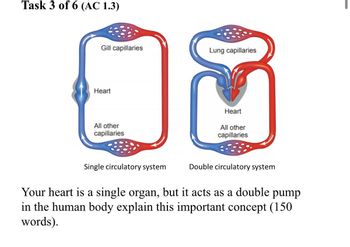 Answered Your heart is a single organ but it bartleby