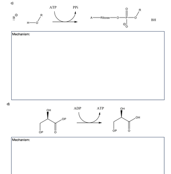 d)
可
B
HO
| Mechanism:
Mechanism:
R
ATP
OP
PPi
ADP
A Ribose-
ATP
t
OH
OH
LOH
OP
マイ
OP
BH