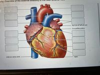 vity: Overview of the external ånatomy
Auricle of left atrium
Circumflex artery
Inferior vena cava
Арех
