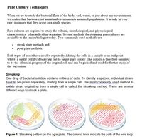 Pure Culture Techniques
When we try to study the bacterial flora of the body, soil, water, or just about any environment,
we realize that bacteria exist in natural environments as mixed populations. It is only in very
rare instances that they occur as a single species.
Pure cultures are required to study the cultural, morphological, and physiological
characteristics of an individual organism. Several methods for obtaining pure cultures are
available to the microbiologist today. Two commonly used methods are
• streak plate methods and
• pour plate methods.
Both types of procedures involve repeatedly diluting the cells in a sample to an end point
where a single cell divides giving rise to single pure colony. The colony is therefore assumed
to be the identical progeny of the original cell and can be picked and used for further study of
the bacterium.
Streaking
One drop of bacterial solution contains millions of cells. To identify a species, individual strains
have to be grown separately, starting from a single cell. The most commonly, used method to
isolate strain originating from a single cell is called the streaking method. There are several
different ways to streak a plate.
Figure 1: Streaking pattern on the agar plate. The colored lines indicate the path of the wire loop.
