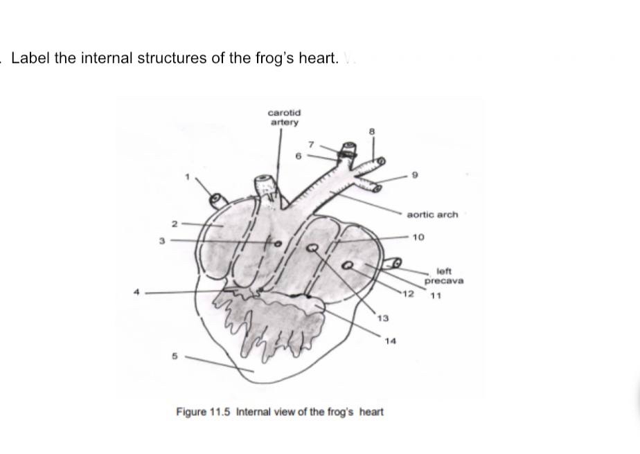 amphibian heart diagram