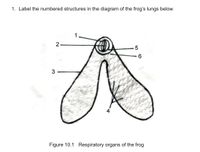 frog gallbladder diagram