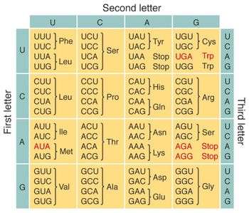 Answered: Using the codon table, identify a 5’-3’… | bartleby