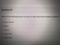 Question 24
Which of the following tissues functions to filter blood with sheathed capillaries?
O Peyer's patches
spleen
O thymus
O lymph node
O lingual tonsil
