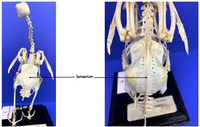 Synsacrum
wOF
