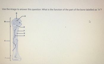 **Text from Image:**

"Use the image to answer this question: What is the function of the part of the bone labelled as 'H'?"

**Description of Image:**

The image displays a diagram of a long bone, likely a femur, with various parts labeled with letters from A to I. It shows sections of the bone anatomically labeled on the left side of the image.

- **A**: Appears to indicate a part at the head of the bone.
- **B**: The shaft of the bone.
- **C**: The lower segment of the bone.
- **D-G**: Various segments along the upper part of the bone.
- **H**: A specific section along the bone's shaft.
- **I**: The bottom end of the bone.

**Explanation of Diagram:**

The diagram is used to identify the functional role of the labeled parts of the bone. The specific function of the section labeled as "H" is the focal point of inquiry. Without further content from additional context, it can be inferred that this part, located along the shaft, is likely associated with structural support, production of bone marrow, or serving as a point for muscle attachment.