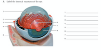 3. Label the internal structures of the eye.
1
23
4
5
сл
6
7
8
1.
2.
3.
4.
5..
6.
7..
8.