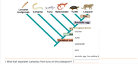 Answered: Lancelet (outgroup) Lamprey Tuna… | bartleby