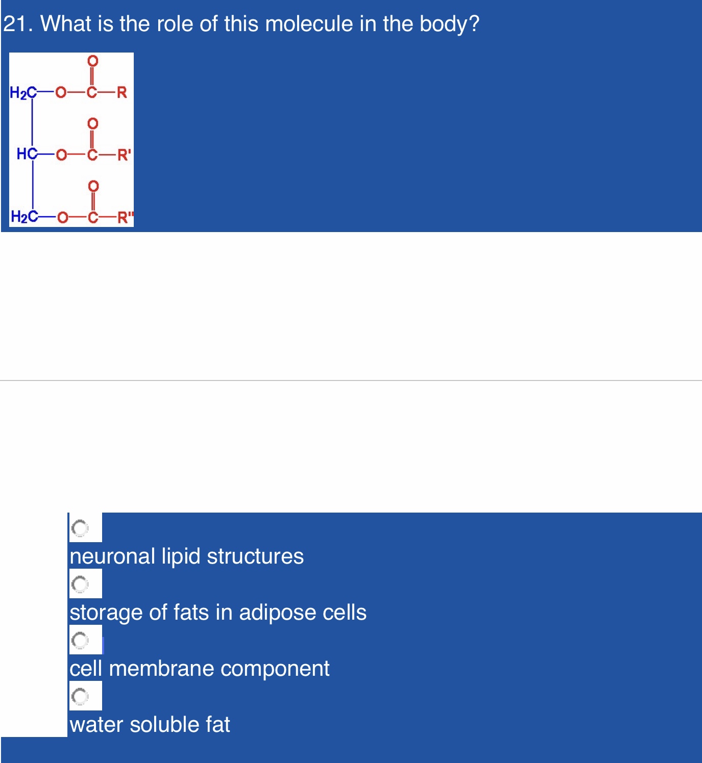 21. What is the role of this molecule in the body?
Нас—о-
-R
НC —о
-R'
Н2с—о—с-R"
neuronal lipid structures
storage of fats in adipose cells
cell membrane component
water soluble fat
