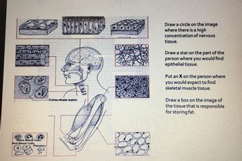 White Blood Cells
Red Blood Cells
ge
Platelets
Extracellular matrix
2000
Draw a circle on the image
where there is a high
concentration of nervous
tissue.
Draw a star on the part of the
person where you would find
epithelial tissue.
Put an X on the person where
you would expect to find
skeletal muscle tissue.
Draw a box on the image of
the tissue that is responsible
for storing fat.