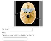 A
B
"A" is the
bone.
What is the name of the structure that "B" points to?
