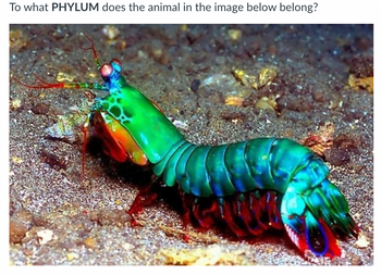 To what PHYLUM does the animal in the image below belong?