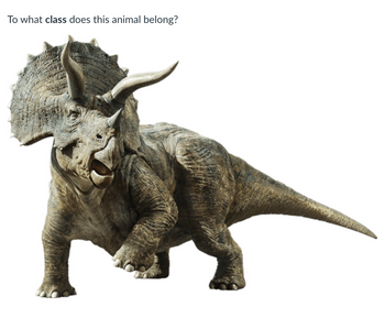 **Question:** To what class does this animal belong?

**Description:** The image shows a dinosaur resembling a Triceratops, which is characterized by its three facial horns and large bony frill. This particular dinosaur belongs to the class **Reptilia**, indicating that it is a reptile. The Triceratops was part of the Ceratopsidae family during the late Cretaceous period.