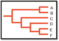 ### Cladogram Explanation

This image presents a cladogram, a diagram that depicts the relationships among different species or other groups based on their evolutionary history.

#### Structure of the Cladogram:

1. **Branches**: The diagram features red lines branching off from a central line. Each branch represents a divergence from a common ancestor, indicating an evolutionary path.

2. **Nodes**: The points where branches diverge are called nodes. Each node represents a common ancestor shared by the groups branching from it.

3. **Terminal Nodes (Leaves)**: The end points of the branches are labeled A, B, C, D, E, and F. These represent the species or groups under examination.

#### Interpretation:

- **Common Ancestry**: Groups that are connected closer to the base of the tree share a more recent common ancestor.
- For example, species A and B are closely related, sharing a more recent common ancestor with each other than with any of the other species.
- Similarly, species E and F are closely related and share a common ancestor before branching off.

This cladogram is useful for illustrating phylogenetic relationships and understanding the evolutionary history of a set of species.