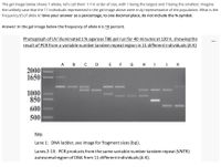 The gel image below shows 7 alleles, let's call them 1-7 in order of size, with 1 being the largest and 7 being the smallest. Imagine
the unlikely case that the 11 individuals represented in the gel image above were truly representative of the population. What is the
frequency (f) of allele 6? Give your answer as a percentage, to one decimal place, do not include the % symbol.
Answer: In the gel image below the frequency of allele 6 is 18 percent.
Photograph of UV illuminated 1 % agarose TBE gel run for 40 minutes at 120 V, showing the
result of PCR from a variable number tandem repeat region in 11 differentindividuals (A-K)
A B C DE F G H IJK
2000|
1650
1000
850
600
500
Key:
Lane 1: DNA ladder, see image for fragment sizes (bp).
Lanes 2-13: PCR products from the same variable numbertandem repeat (VNTR)
autosomal region of DNA from 11 different individuals (A-K).
