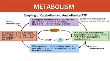 Answered: Explain the “coupling” effect of ATP on… | bartleby