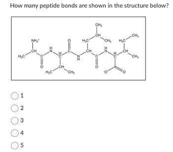 How many peptide bonds are shown in the structure below?
H₂C
1
2
3
4
5
NH3*
CH
H₂C
CH3
H₂C
CH
CH3
CH
CH3 H₂C
CH
CH3
CH3