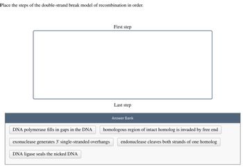 Place the steps of the double-strand break model of recombination in order.
DNA polymerase fills in gaps in the DNA
exonuclease generates 3' single-stranded overhangs
DNA ligase seals the nicked DNA
First step
Last step
Answer Bank
homologous region of intact homolog is invaded by free end
endonuclease cleaves both strands of one homolog