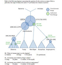 Refer to the following diagram in answering the questions for this section on origin of life, in
particular, the origin of eukaryotes (LECA = Last Eukaryotic Common Ancestor).
Time Estimate
Range
Bacteria
Archaea
Calibration
Point Range
LECA
| 1173 (718-1455)
| 1100-1200
Red Algae
1006 (631-1279)
Opisthokonta
430-450
646 (410-863)
Embryophytes
329 (224-349)
310-370
250-260
(Ag-Dm)
(Gg-Hs)
Bilateria
Fungi
Red Algae Bryophyta Angiosperms
10. Where do humans map to on this diagram?
B) ẩungi
C) bryophyta
A) bilateria
D) opisthokonta
11. Are humans more related to fungi or plants?
B) plants
C) neither, or both equally
A) fungi
12. Are humans more related to the bryophyta or angiosperms?
A) fungi
C) neither, or both equally
B) plants
