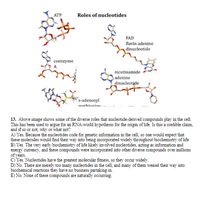 ATP
Roles of nucleotides
FAD
flavin adenine
dinucleotide
coenzyme
nicotinamide
adenine
dinucleotide
s-adenosyl
mothinnine ..
13. Above image shows some of the diverse roles that nucleotide-derived compounds play in the cel.
This has been used to argue for an RNA-world hypothesis for the origin of life. Is this a credible claim,
and if so or not, why or what not?
A) Yes. Because the nucleotides code for genetic information in the cell, so one would expect that
these molecules would find their way into being incorporated widely throughout biochemistry of life
B) Yes. The very early biochemistry of life likely involved nucleotides, acting as information and
energy currency, and these compounds were incorporated into other diverse compounds over millions
of years.
c) Yes. Nucleotides have the greatest molecular fitness, so they occur widely.
D) No. There are merely too many nucleotides in the cell, and many of them weasel their way into
biochemical reactions they have no business partaking in.
E) No. None of these compounds are naturally occurring.
