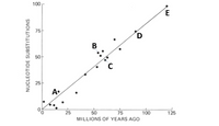 100
E
75
D
A.
50
75
100
MILLIONS OF YEARS AGO
125
NUCLEOTIDE SUBSTITUTIONS
