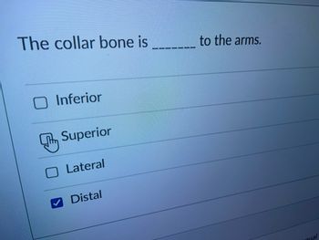 **Question:**

The collar bone is _______ to the arms.

**Options:**

- Inferior
- Superior
- Lateral
- Distal

In the image, the "Distal" option is selected. Additionally, there is a cursor icon hovering over the "Superior" option, indicating a potential selection. There are no graphs or diagrams present.