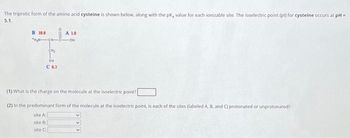 The triprotic form of the amino acid cysteine is shown below, along with the pK, value for each ionizable site. The isoelectric point (pl) for cysteine occurs at pH=
5.1.
B 10.8
CH₂
SH
C13
A LA
-OH
(1) What is the charge on the molecule at the isoelectric point?
(2) In the predominant form of the molecule at the isoelectric point, is each of the sites (labeled A, B, and C) protonated or unprotonated?
site A
site B:
site C