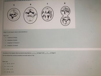 Use the following images to answer the next two ques
5
6
.............
S
Stage 8 in the diagram above best identified as
Select one:
O a.
anaphase of mitosis
O b.
telophase of mitosis
O C.
telophase II of meiosis II
O d. anaphase I of meiosis
The ploidy of the diagram above can best be described as
The row below that correctly completes the blanks above is row
Select one:
O a. 2n = 4; 2n = 4
O b. n = 4; n = 4
O c.
n= 8; n = 4
O d. 2n = 8; n = 4
O
7
1880.
! ! ! !
S...
88
_ii________ at stage 8.
at stage 5 and
8
Pra