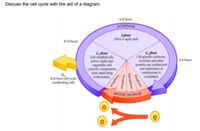 Discuss the cell cycle with the aid of a diagram.
6-8 hours
INTERPHASE
Sphase
DNA I replicated
6-10 hours
G, phase
Cell metabolically
active; duplicates
organelles and
cytosolic components
starts replicating
G, phase
Cell growth continues
enzymes and other
proteins are synthesized
and replication of
centrosomes is
completed
46 hours
Exit from cell cycle
nondividing cell)
centrosomes.
MITOTIC (M) PHASE
Prophase
Metaphase
Anaphase
Telophase
