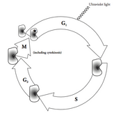 Ultraviolet light
M
(including cytokinesis)
G,
S
