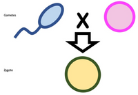 Gametes
Zygote
