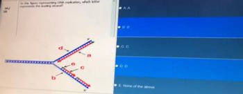 36/
50
In the fece representing DNA replication, which letter
represents the leading strand?
AA
C.C
DD
E None of the above