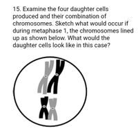 15. Examine the four daughter cells
produced and their combination of
chromosomes. Sketch what would occur if
during metaphase 1, the chromosomes lined
up as shown below. What would the
daughter cells look like in this case?
