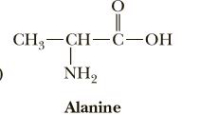 CH,—CH—С-ОН
-C-
NH,
Alanine
