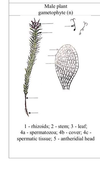 Answered: Male plant gametophyte (n) 2 1… | bartleby